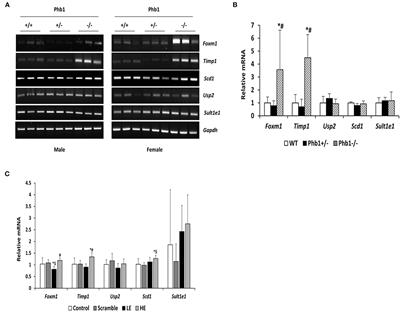 RNA-Seq Reveals Different Gene Expression in Liver-Specific Prohibitin 1 Knock-Out Mice